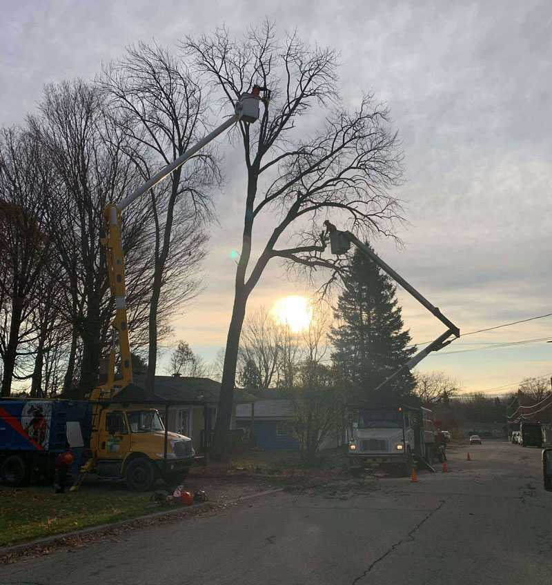 Abattage d arbre Saint-Romuald