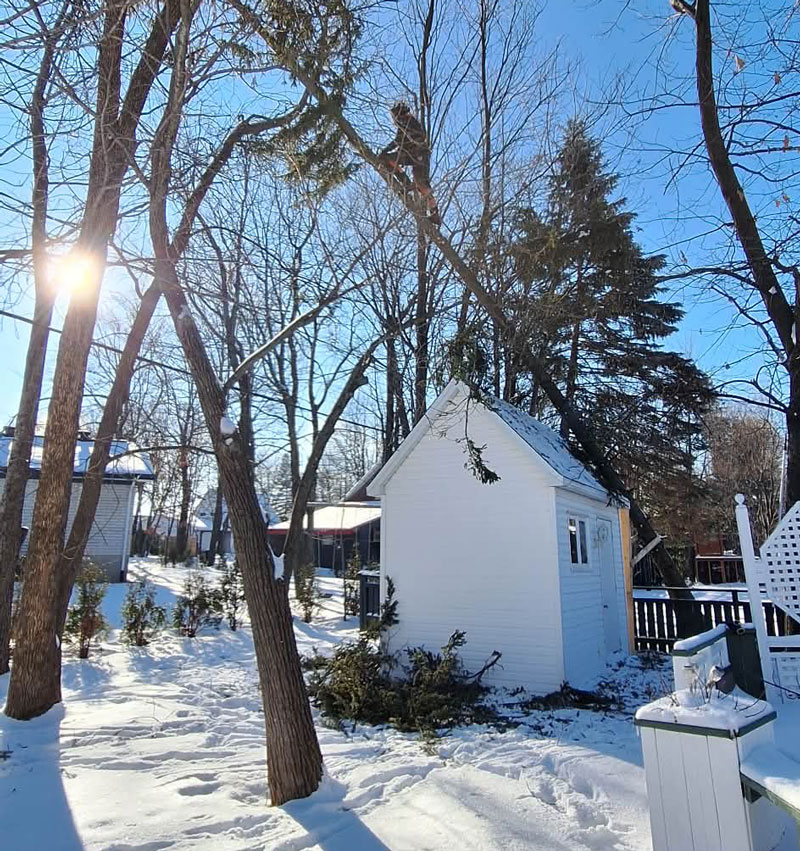 Abattage d arbre Vanier