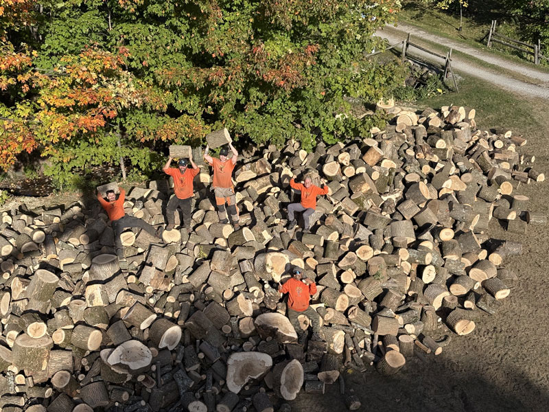 Abattage d arbre Vanier