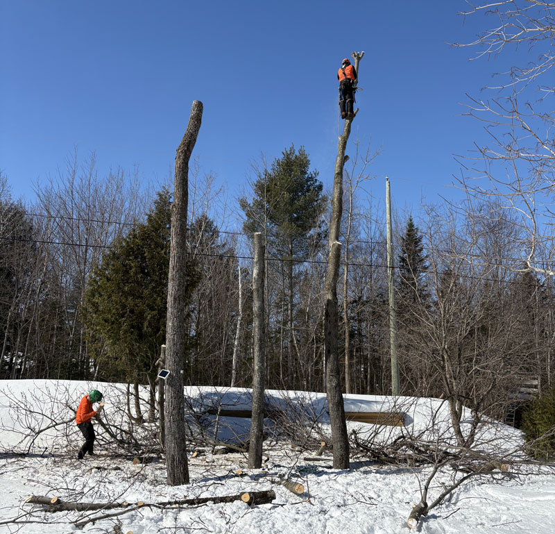 Abattage d arbre L'Ancienne-Lorette