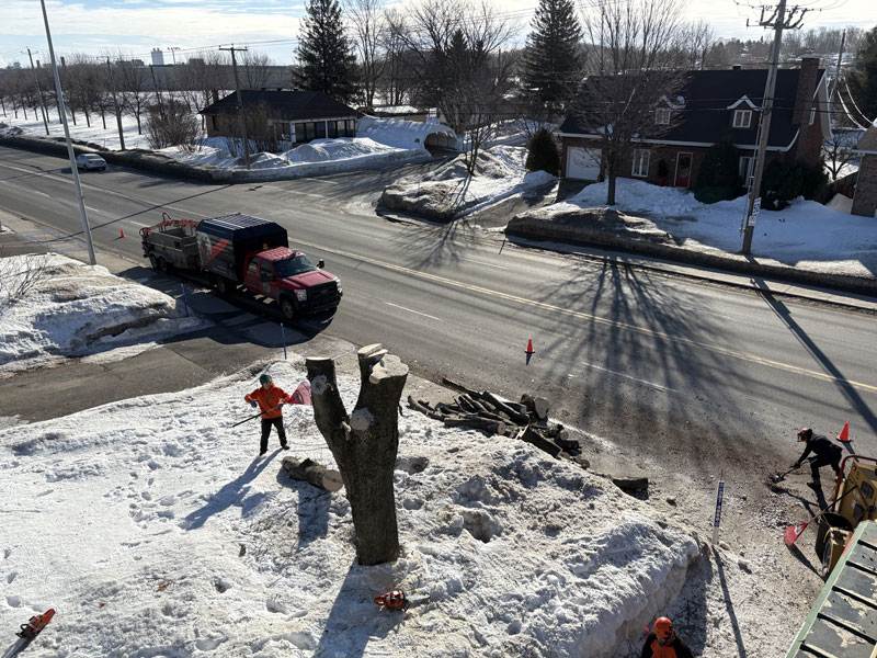Abattage d arbre L'Ancienne-Lorette