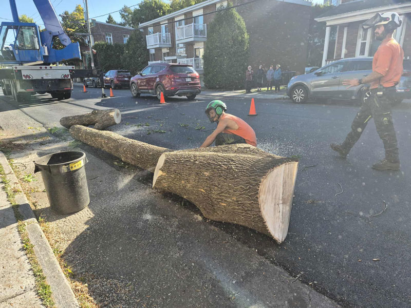 Abattage d arbre Saint-Romuald