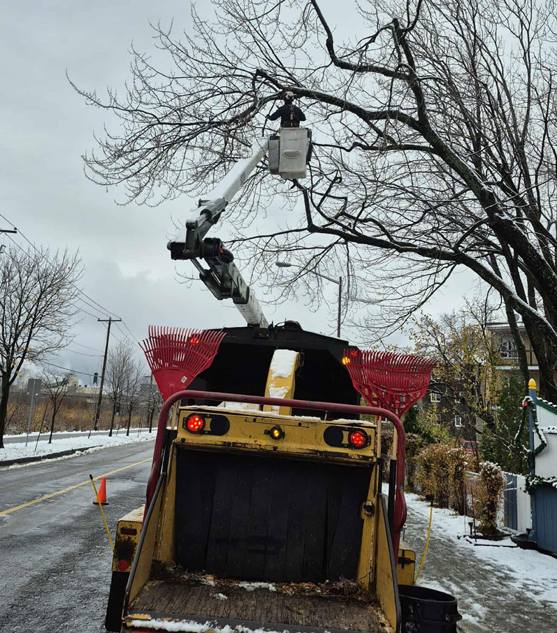 Abattage d arbre Pointe-de-Sainte-Foy
