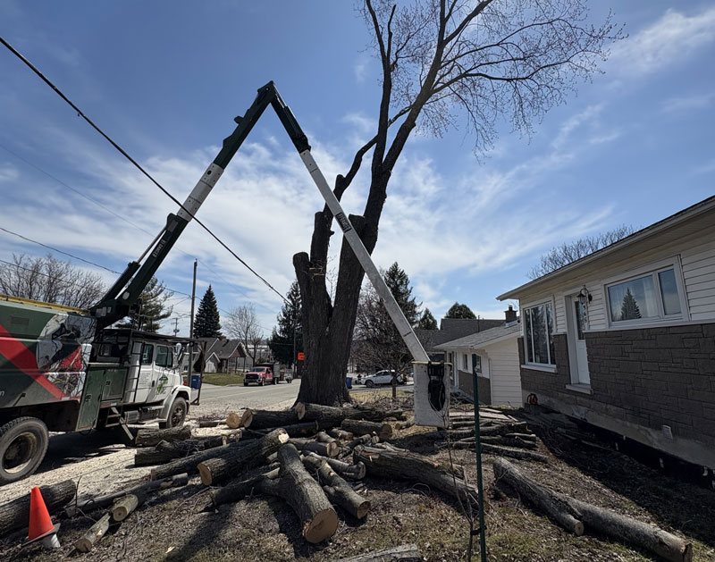 Abattage d arbre Pointe-de-Sainte-Foy
